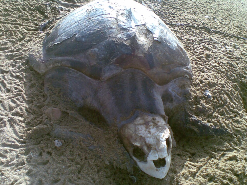 Turtles in Pakistan Near Extinction 1- Tech Urdu