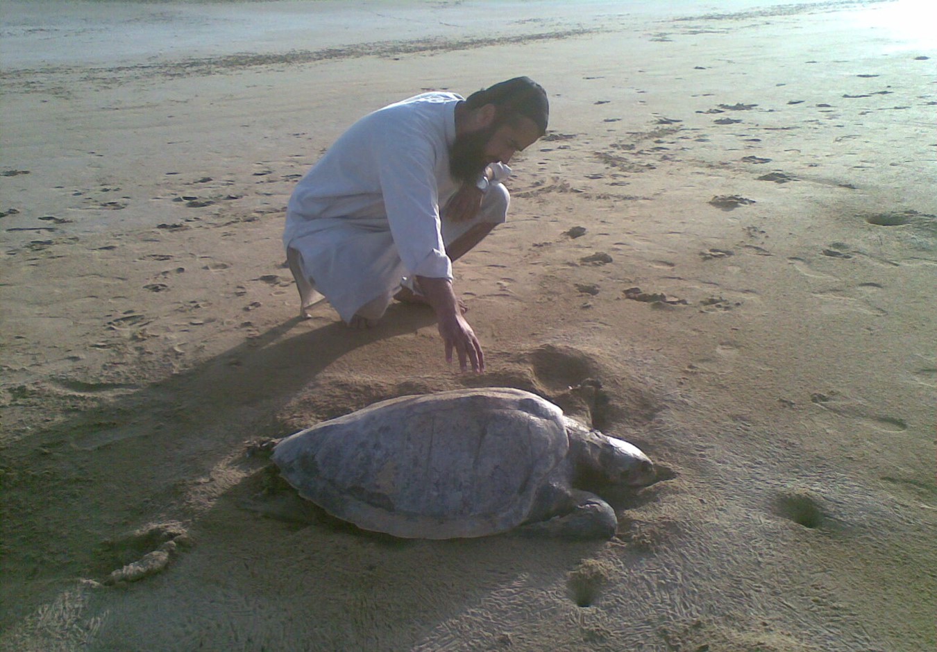 Turtle Species in Pakistan Near Extinction - Tech Urdu